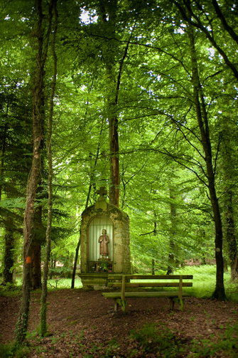 Le bois de nos forêts - ETS Michel