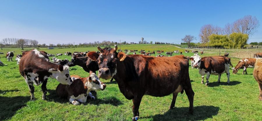 Vains-CaraMeuh-vaches